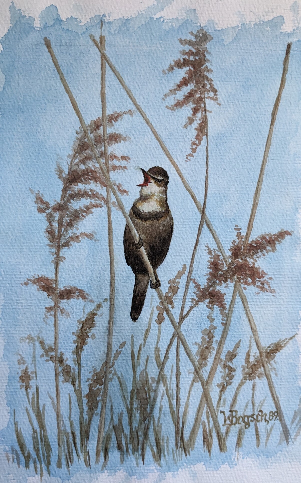 Set von 4 Original Aquarellen von europäischen Sing- und Gartenvögeln signiert von W. Bogsch (Deutsch) - Image 4