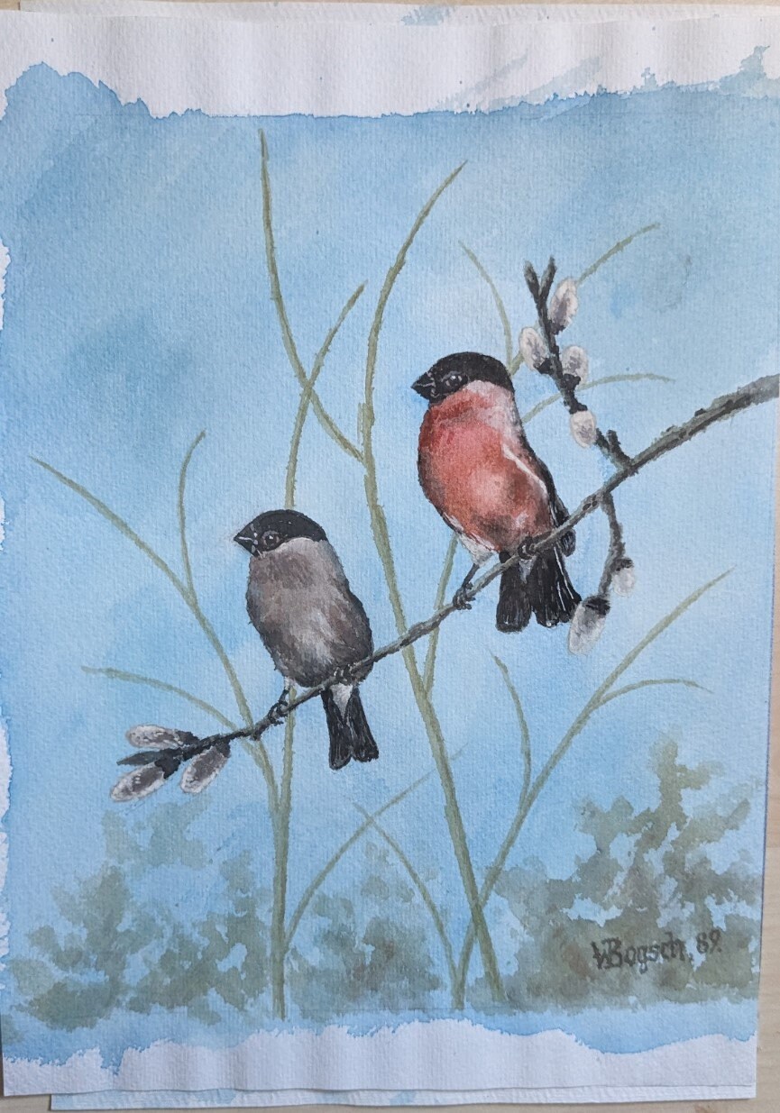 Set von 4 Original Aquarellen von europäischen Sing- und Gartenvögeln signiert von W. Bogsch (Deutsch) - Image 2